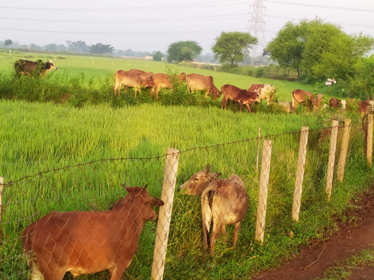 Stray cattle damaging paddy crops ( Image Source - Keertiman Media )