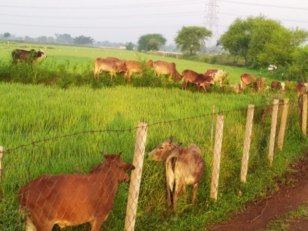 Chhattisgarh News: फेंसिंग फांदकर खेतों में घुस रहे मवेशी, धान की फसल चट कर रहे आवारा पशु