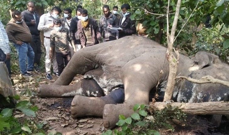 Wild elephant dies from electric shock in Surguja( social media)