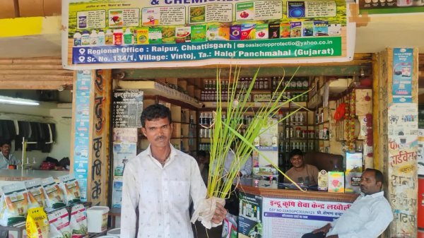 Arang News: धान की बीमारी ने बढ़ाई चिंता, पौधे लेकर दवा दुकान पहुंचे किसान