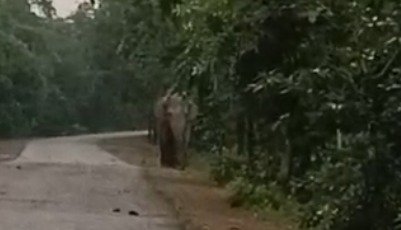 Elephant Alert: महासमुंद में दतैल हाथी की दस्तक, कई गांवों में हाई अलर्ट
