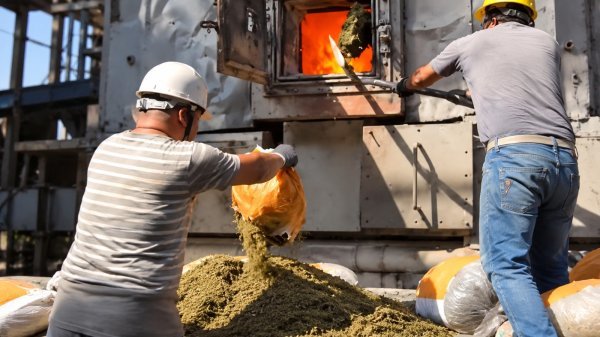 Ganja Destruction: NDPS मामलों में कार्रवाई, रायगढ़ में जब्त गांजा-दवाइयों का नष्टीकरण