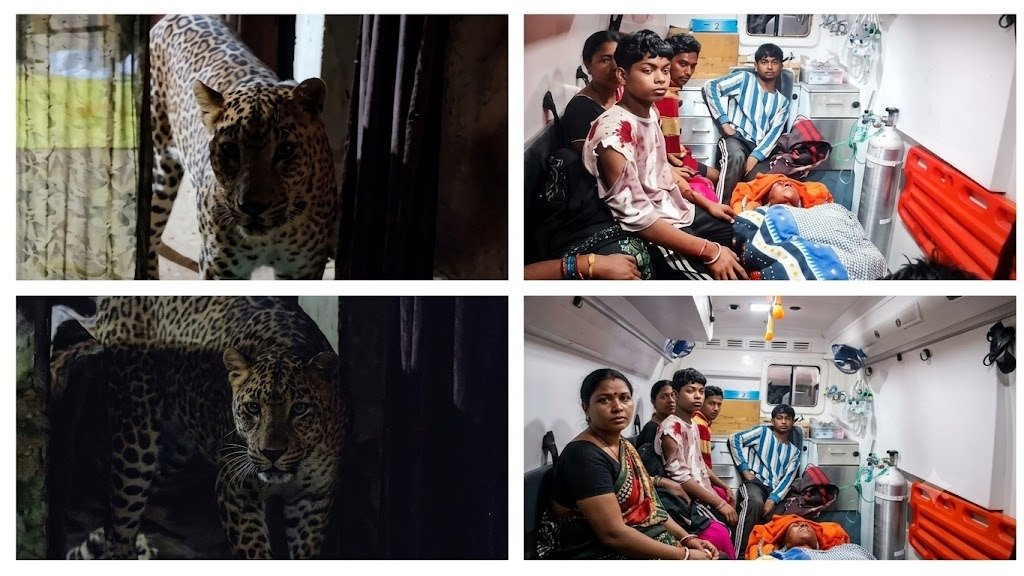 Leopard Attack: घर में सो रहे परिवार के 6 लोगों को नोचा, एक दिन पहले जंगल में युवक पर किया था हमला