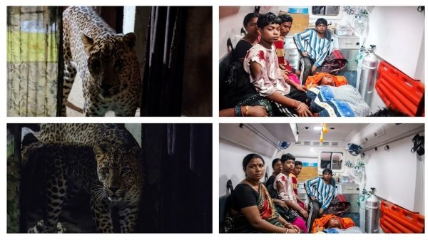 Leopard Attack: घर में सो रहे परिवार के 6 लोगों को नोचा, एक दिन पहले जंगल में युवक पर किया था हमला