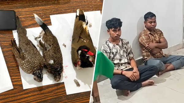 Forest Department: रायगढ़ में पक्षियों के शिकार का खुलासा, एयर गन और 3 मृत पक्षी बरामद