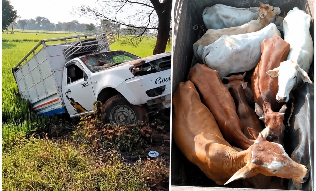 Dhamtari cattle smuggling case(Image Source: Keertiman Media)