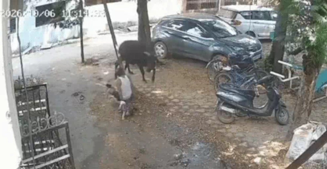 Bull attack in Raipur(Image Source: Social Media)