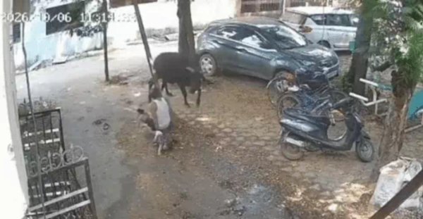 Raipur Bull Attack: आक्रामक सांड ने मचाया उत्पात, 15 लोग घायल, वन विभाग ने किया रेस्क्यू