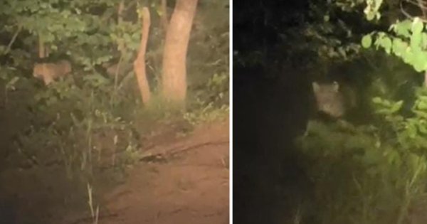 Leopard Sighting: बोकरामुड़ा के पास मंदिर के आसपास दिखा तेंदुआ, ग्रामीणों में दहशत