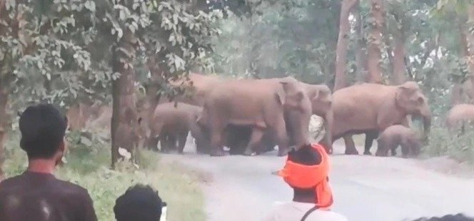 Elephants crossing a forest road in GPM(Image Source: Keertiman Media)