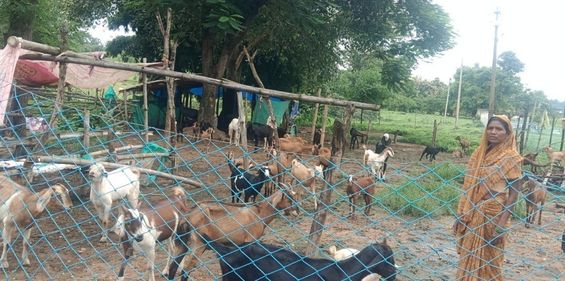 Padmavati with her goats in Koriya(Image Source:CGDPR)