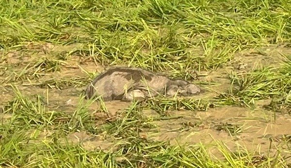 An elephant calf was found dead in Raigarh(Image Source: Social Media)