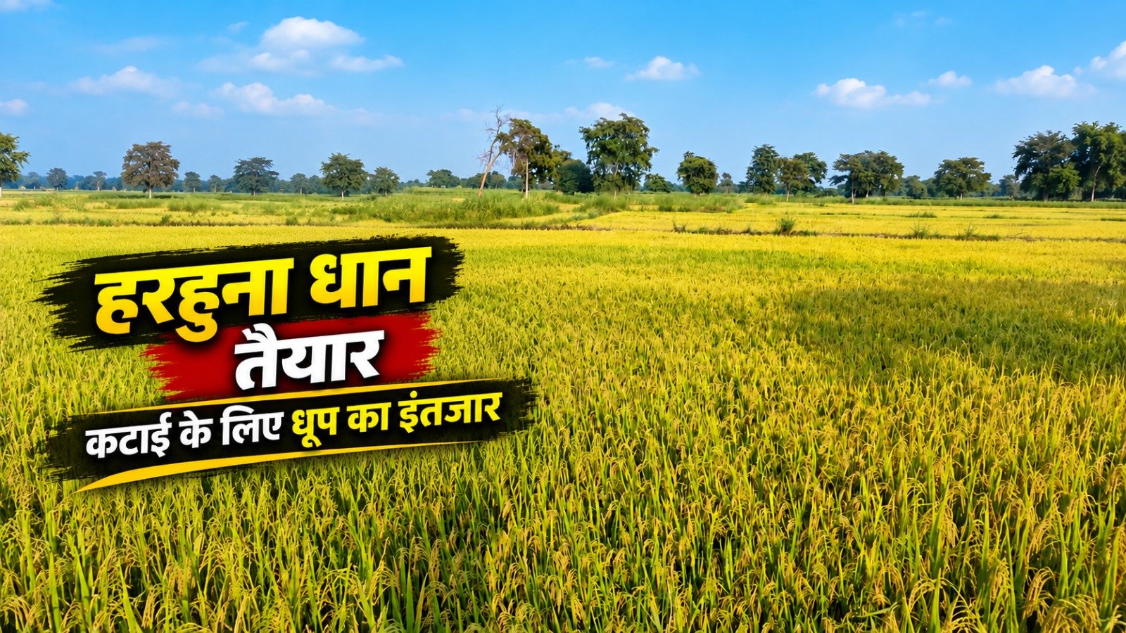 CG Farmers News: आरंग क्षेत्र में हरहुना धान की फसल कटाई को तैयार गीली जमीन बनी चुनौती, दीपावली से पहले कटाई की उम्मीद