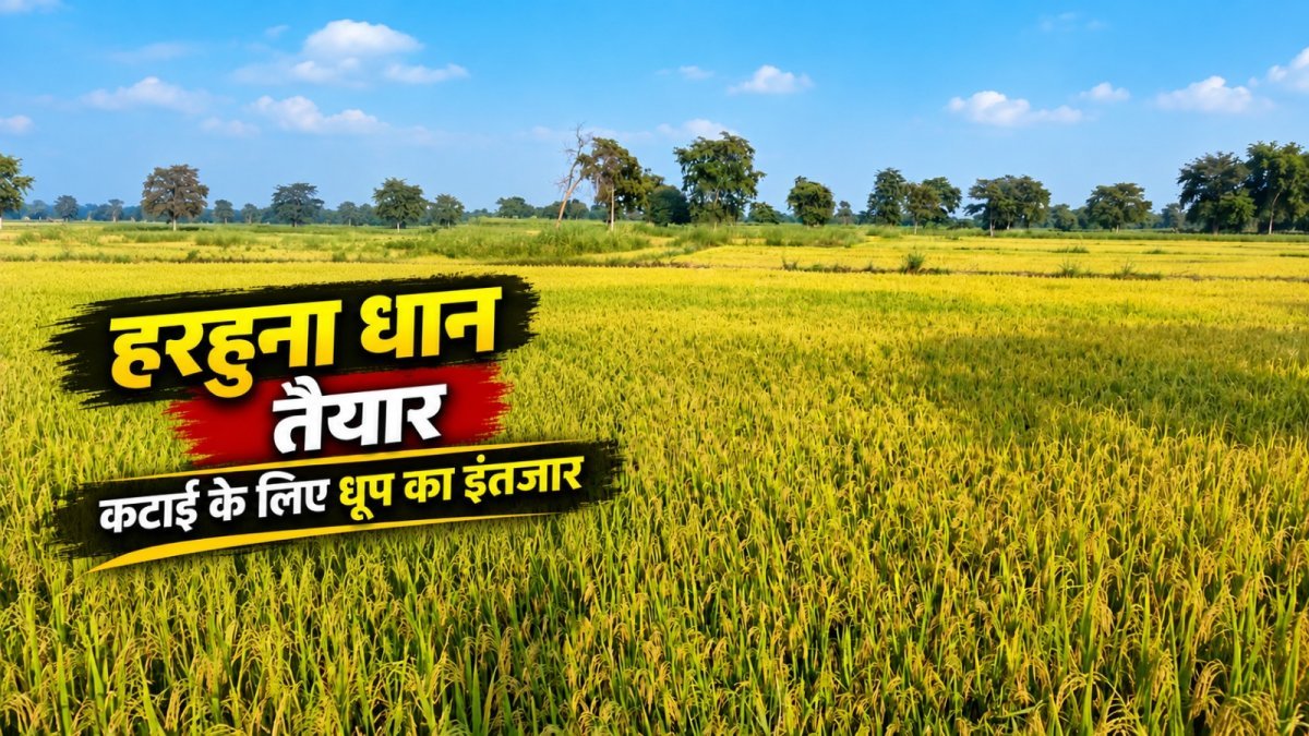 Harhuna paddy crop ready for harvesting (Image Source: Keertiman Media)