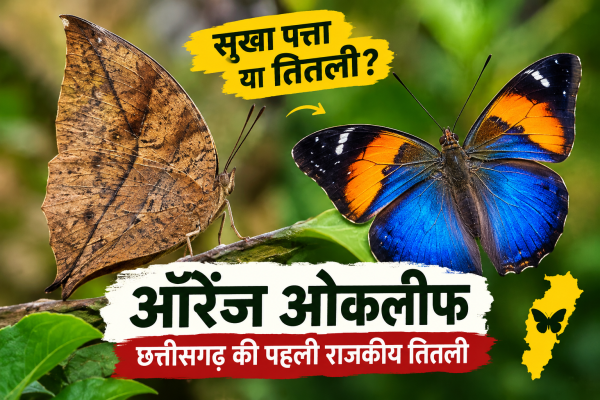 CG State Butterfly: ऑरेंज ओकलीफ बनेगी छत्तीसगढ़ की पहली राजकीय तितली, जानें खासियत