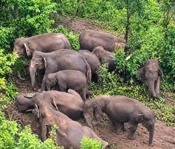 Korba News: करतला वन मंडल में 9 जंगली हाथियों की दस्तक, वन विभाग अलर्ट ग्रामीणों को सतर्क रहने की सलाह