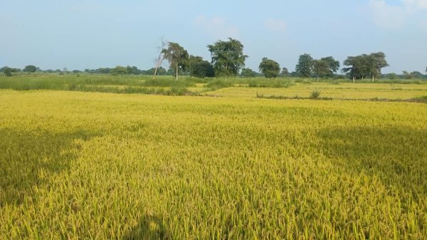 CG Farmer News: आरंग के खेतों में लहराई सुनहरी फसल, अच्छी पैदावार की उम्मीद से खिले किसानों के चेहरे