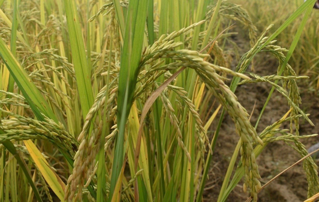 Khet Bachao Abhiyan: किसानों को मिलेगा वैज्ञानिक मार्गदर्शन, मृदा स्वास्थ्य और प्राकृतिक खेती पर रहेगा जोर