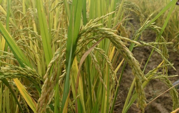 Khet Bachao Abhiyan: किसानों को मिलेगा वैज्ञानिक मार्गदर्शन, मृदा स्वास्थ्य और प्राकृतिक खेती पर रहेगा जोर