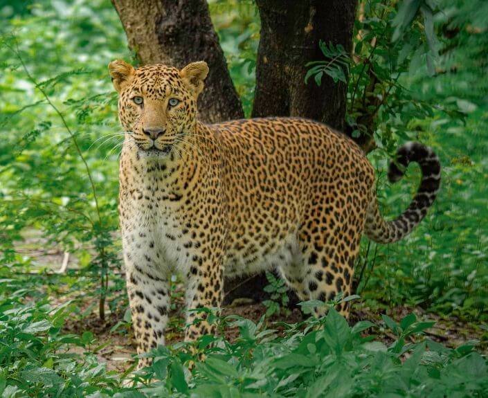 Leopard spotted near a house and a school in Bokramuda Khurd village (Image Source: AI Photo)