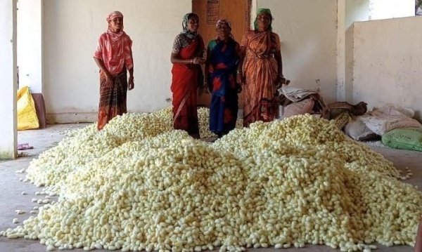 Agricultural Development: महिला स्व-सहायता समूह की बड़ी सफलता, 733 किलो से अधिक ककून का उत्पादन