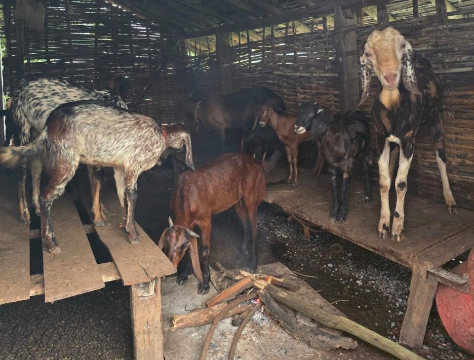 Goat Farming Success Story in Kabirdham(Image Source: CGDPR)