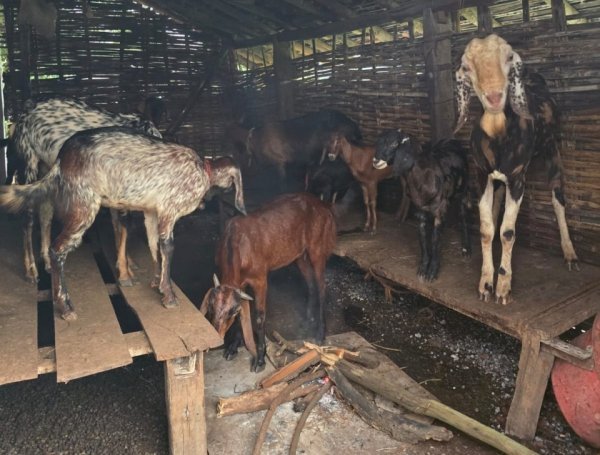 Goat Farming: सिरोही नस्ल के बकरे से बदली बृजलाल की किस्मत, आय 30 हजार से बढ़कर 70 हजार रुपए हुई