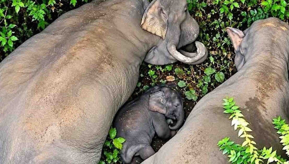 ‘Kashi’, a baby elephant in the forests of Korba(Image Source: Social Media)