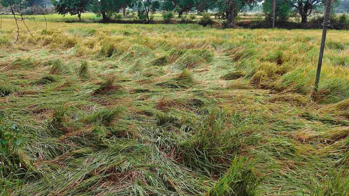 CG weather update: बेमौसम बारिश ने किसानों की उम्मीदों पर फेरा पानी, खेतों में बिछी धान की फसल