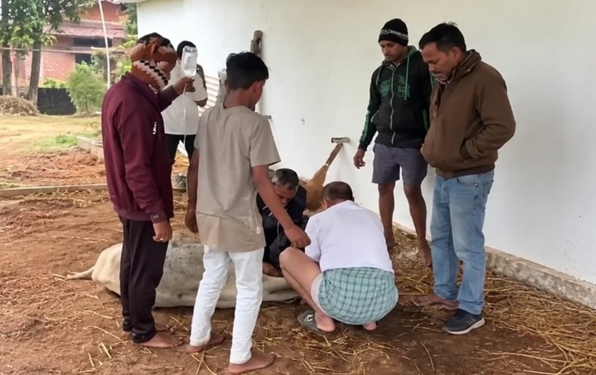 Cows fall ill after grazing on kodo millet stalks in Kawardha 3 die(Image Source: Social Media)