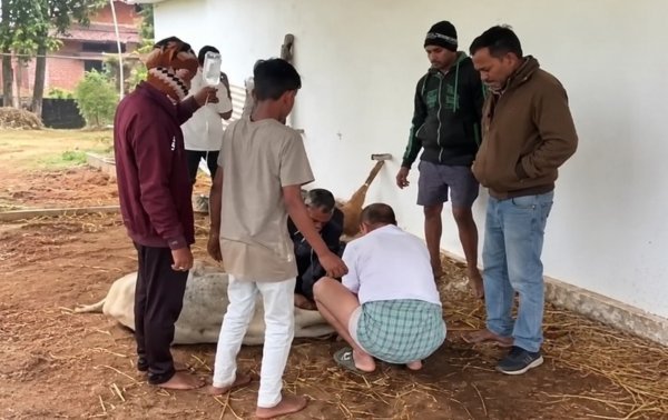 Kawardha News: गायों की मौत से हड़कंप, पशु चिकित्सा विभाग पर उठे सवाल