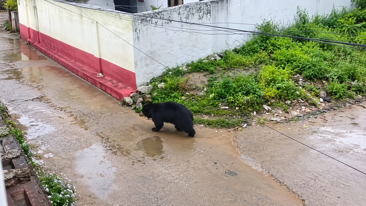 Bear spotted roaming in a residential area (Image Source: Keertiman Media)