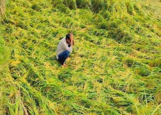 CG News: बेमौसम बारिश से फसल को नुकसान, किसानों ने सरकार से लगाई गुहार