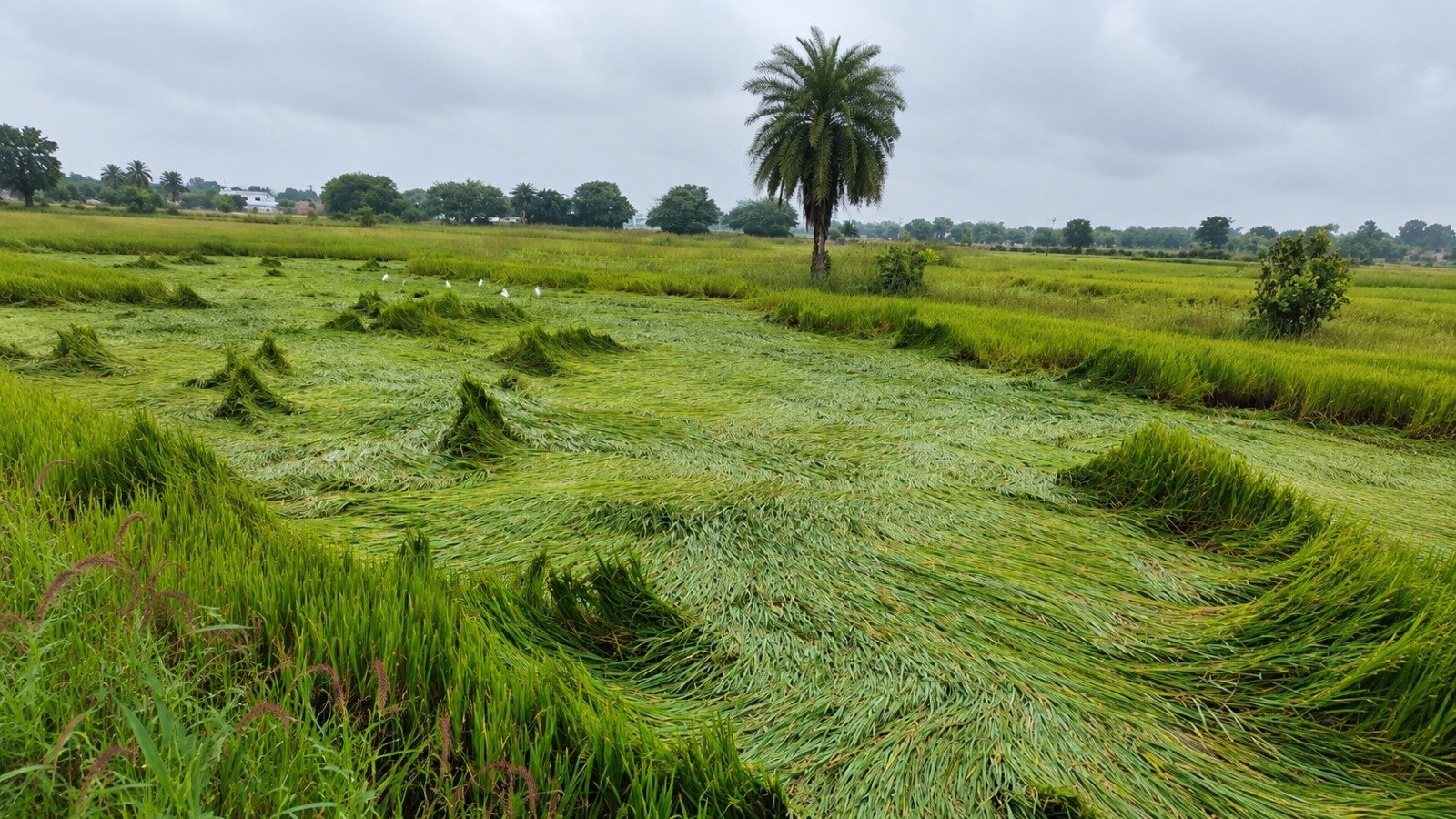 CG Farmer News: आरंग में बारिश और तेज हवाओं से धान की फसल को भारी नुकसान, सर्वे कर मुआवजे की मांग