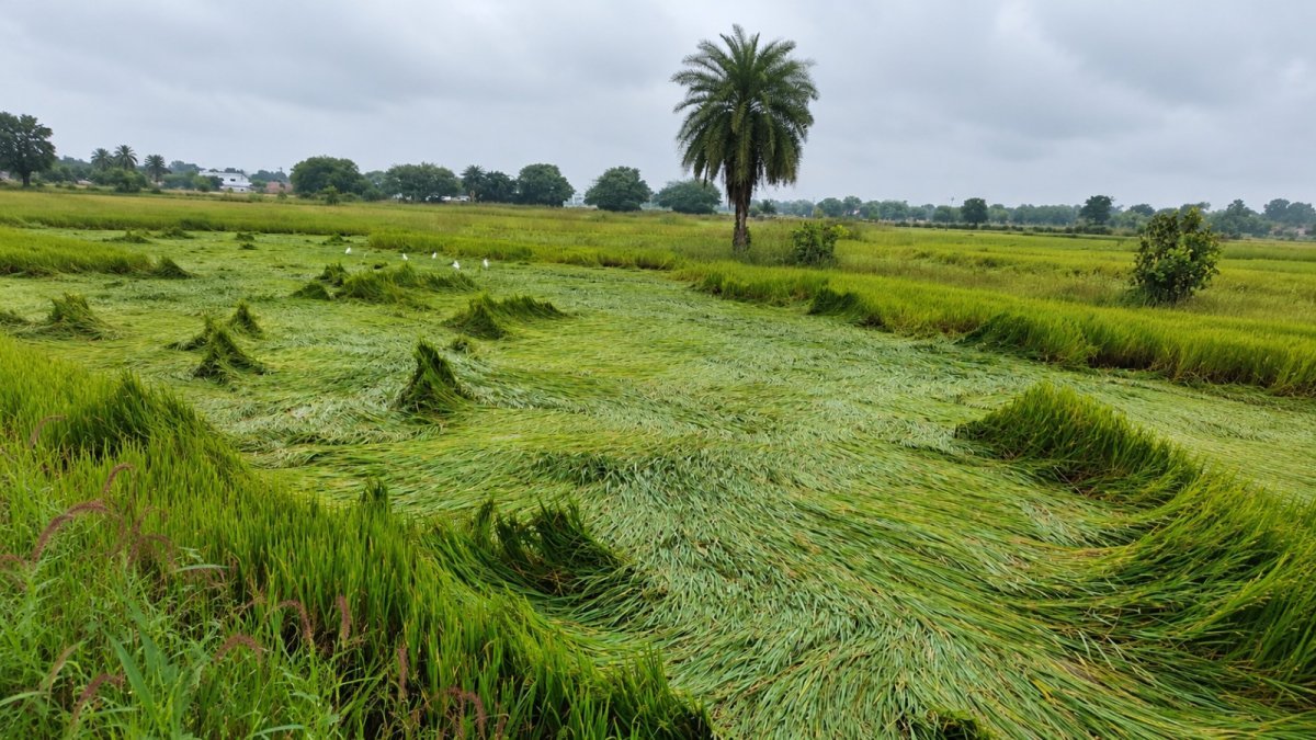 Paddy crop damaged by heavy rain in Arang (Image Source: Keertiman Media)