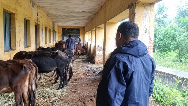 Arang News: आंधी-बारिश में गौवंश की सुरक्षा के लिए पलौद पंचायत ने की चार पानी की व्यवस्था