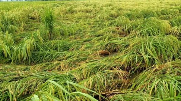Chhattisgarh Weather: बेमौसम बारिश और चक्रवाती असर का कहर, धान की पकी फसल पर संकट, किसानों की बढ़ी मुश्किलें