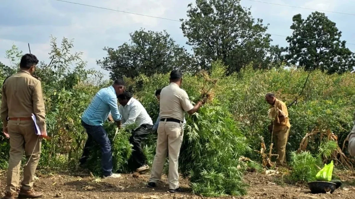 210 cannabis plants seized from a field (Image Source: Keertiman Media)