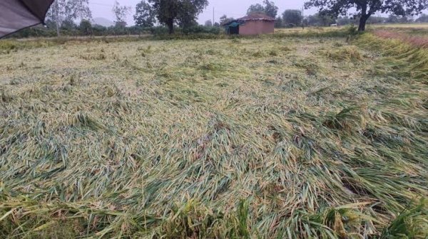 Chhattisgarh Weather: थमा अर्नब तूफान, लेकिन बेमौसम बारिश ने बढ़ाई अन्नदाताओं की नींद उड़ाई