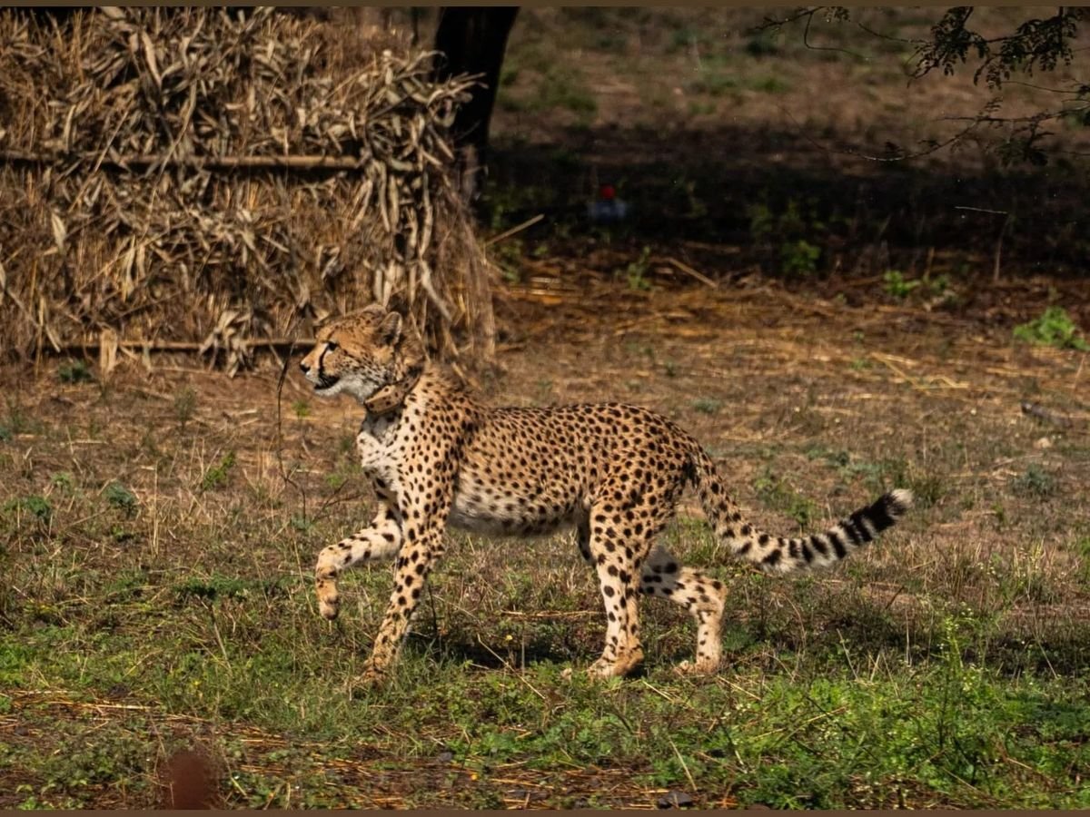 Death of a cheetah cub at Kuno National Park (Image Source: social media)